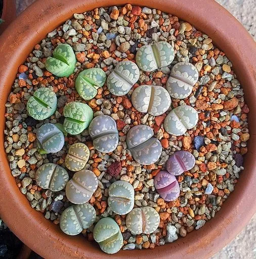 LITHOP SUCCULENT SEED